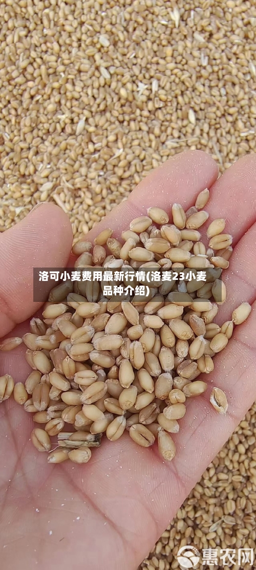 洛可小麦费用最新行情(洛麦23小麦品种介绍)