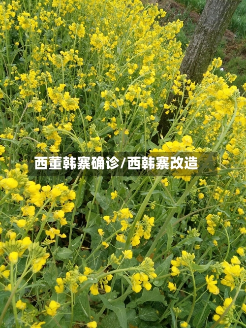 西董韩寨确诊/西韩寨改造-第3张图片