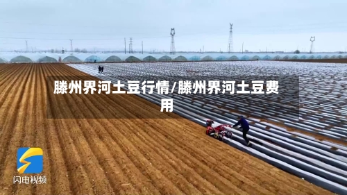 滕州界河土豆行情/滕州界河土豆费用