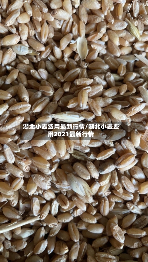 湖北小麦费用最新行情/湖北小麦费用2021最新行情-第3张图片