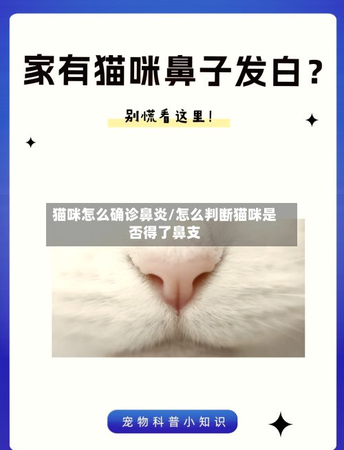 猫咪怎么确诊鼻炎/怎么判断猫咪是否得了鼻支