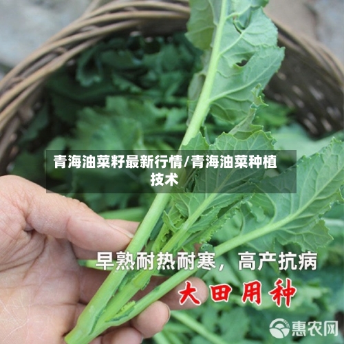 青海油菜籽最新行情/青海油菜种植技术-第3张图片