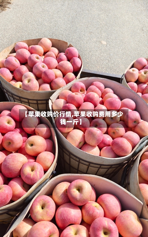 【苹果收购价行情,苹果收购费用多少钱一斤】