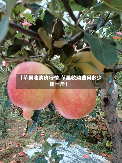 【苹果收购价行情,苹果收购费用多少钱一斤】-第2张图片