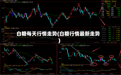 白糖每天行情走势(白糖行情最新走势)