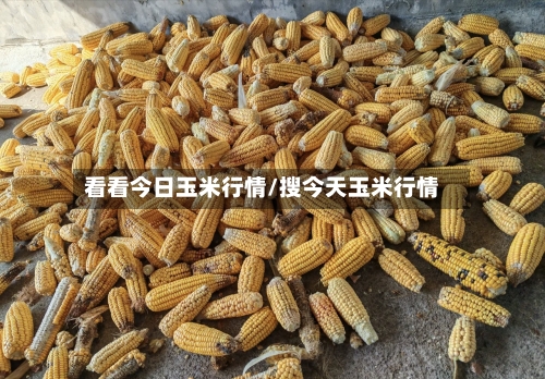 看看今日玉米行情/搜今天玉米行情-第3张图片