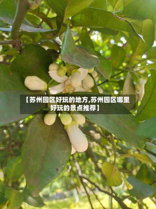 【苏州园区好玩的地方,苏州园区哪里好玩的景点推荐】